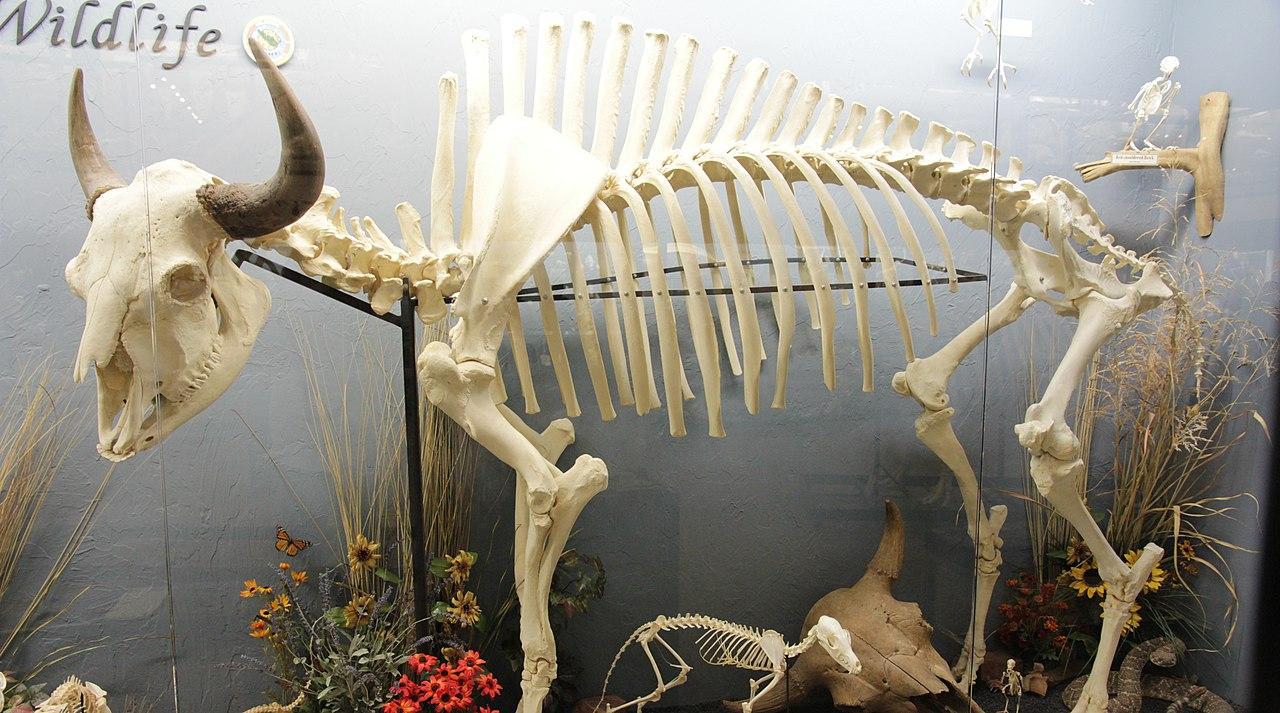 A photograph of a bison skeleton