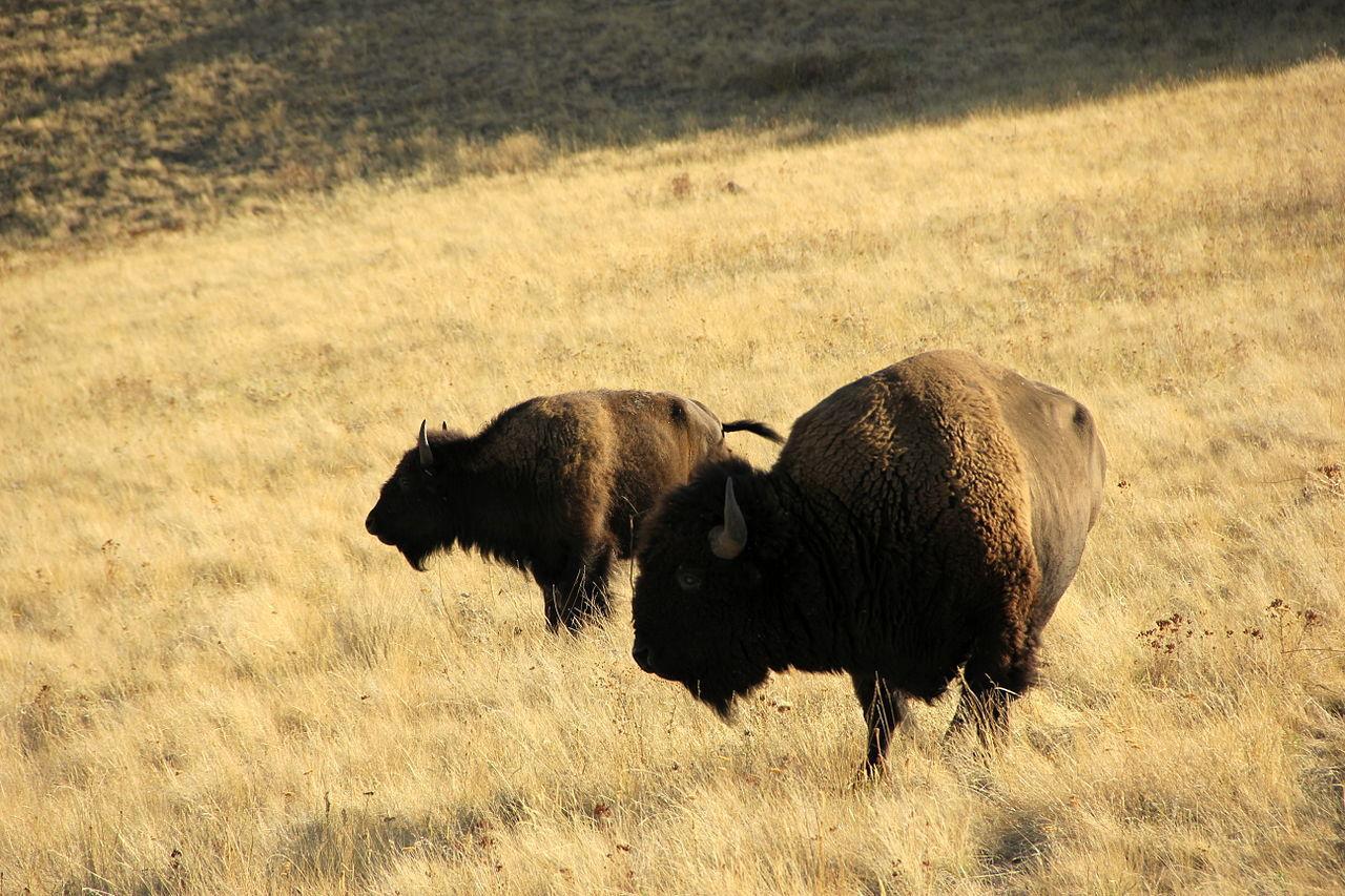 A photograph of two American bison