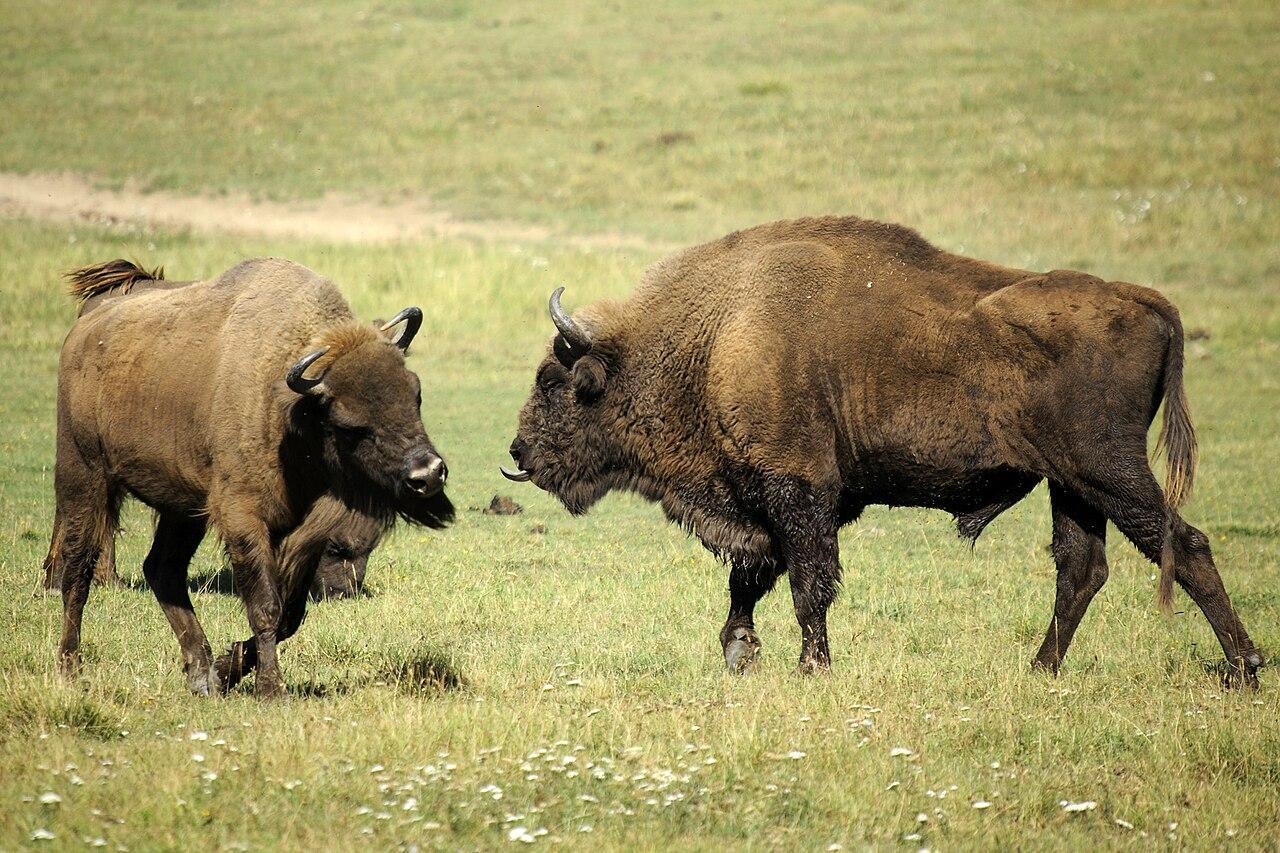 A photograph of two bison in a field