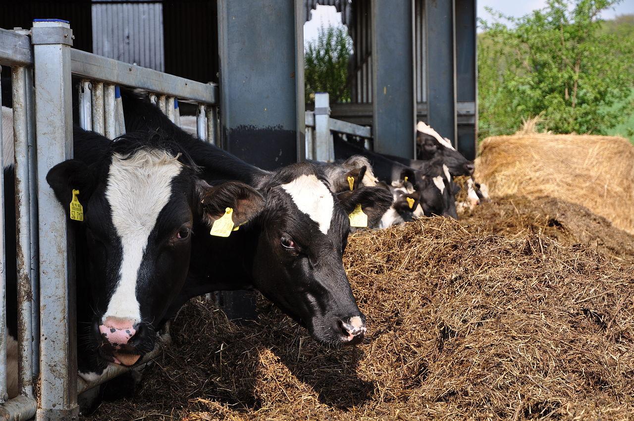 A photograph of cows on a farm